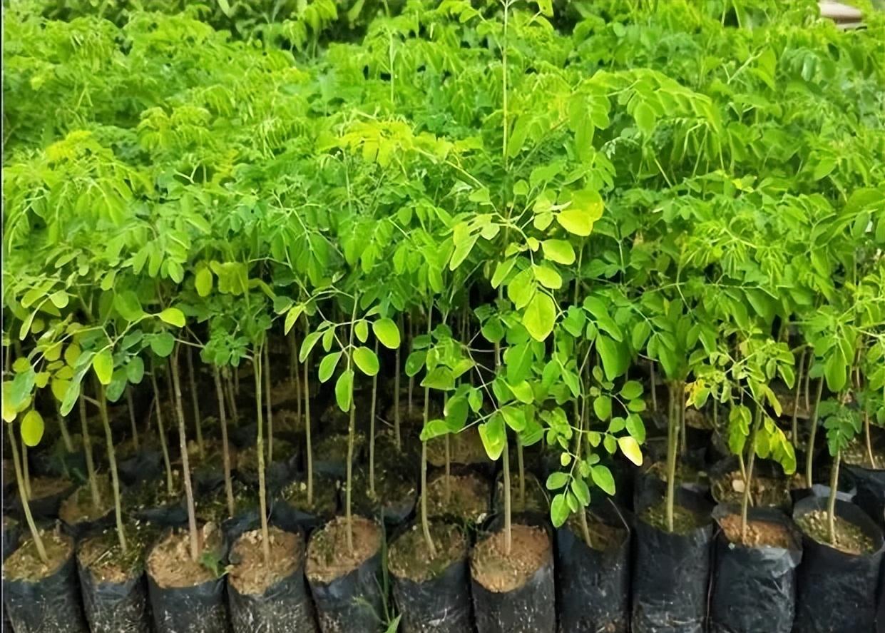 男子烧山被抓种树一万株,福建男子放火获刑11年