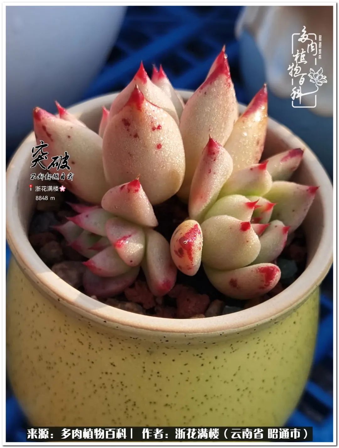 奔跑吧跑步,奔跑吧多肉盆栽