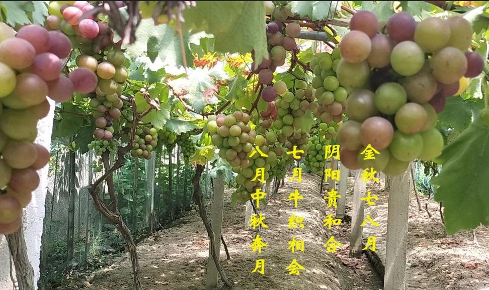 探寻中秋节的来历和相关文化,中秋节习俗文化系列