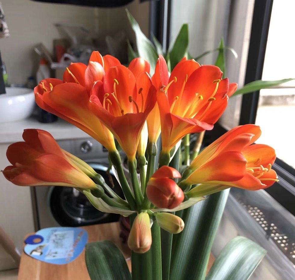 养在家里富贵花有哪些品种,盆栽富贵花怎么种植最好