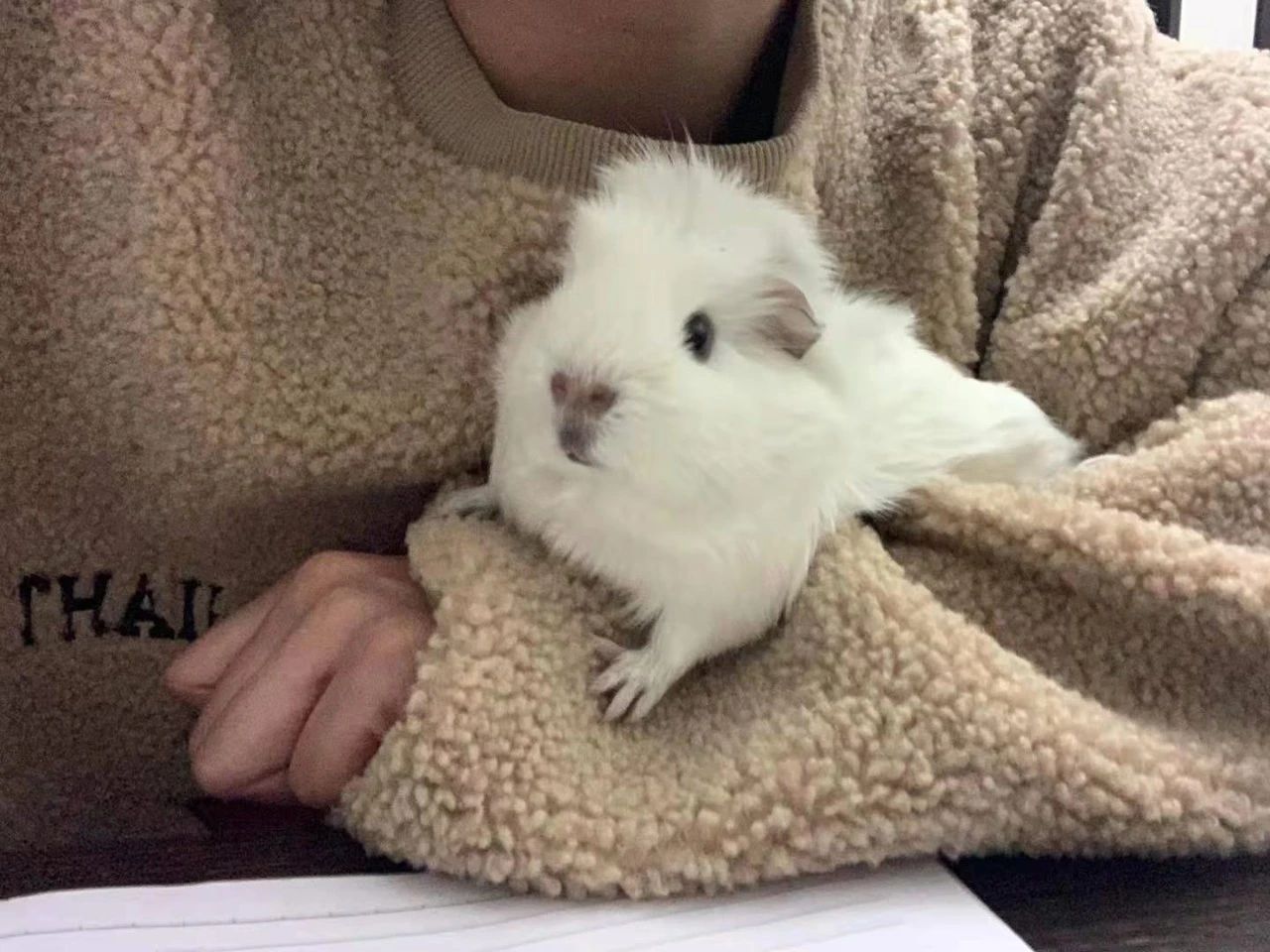 卷毛荷兰猪有哑巴吗,荷兰猪哑巴是发出什么声音