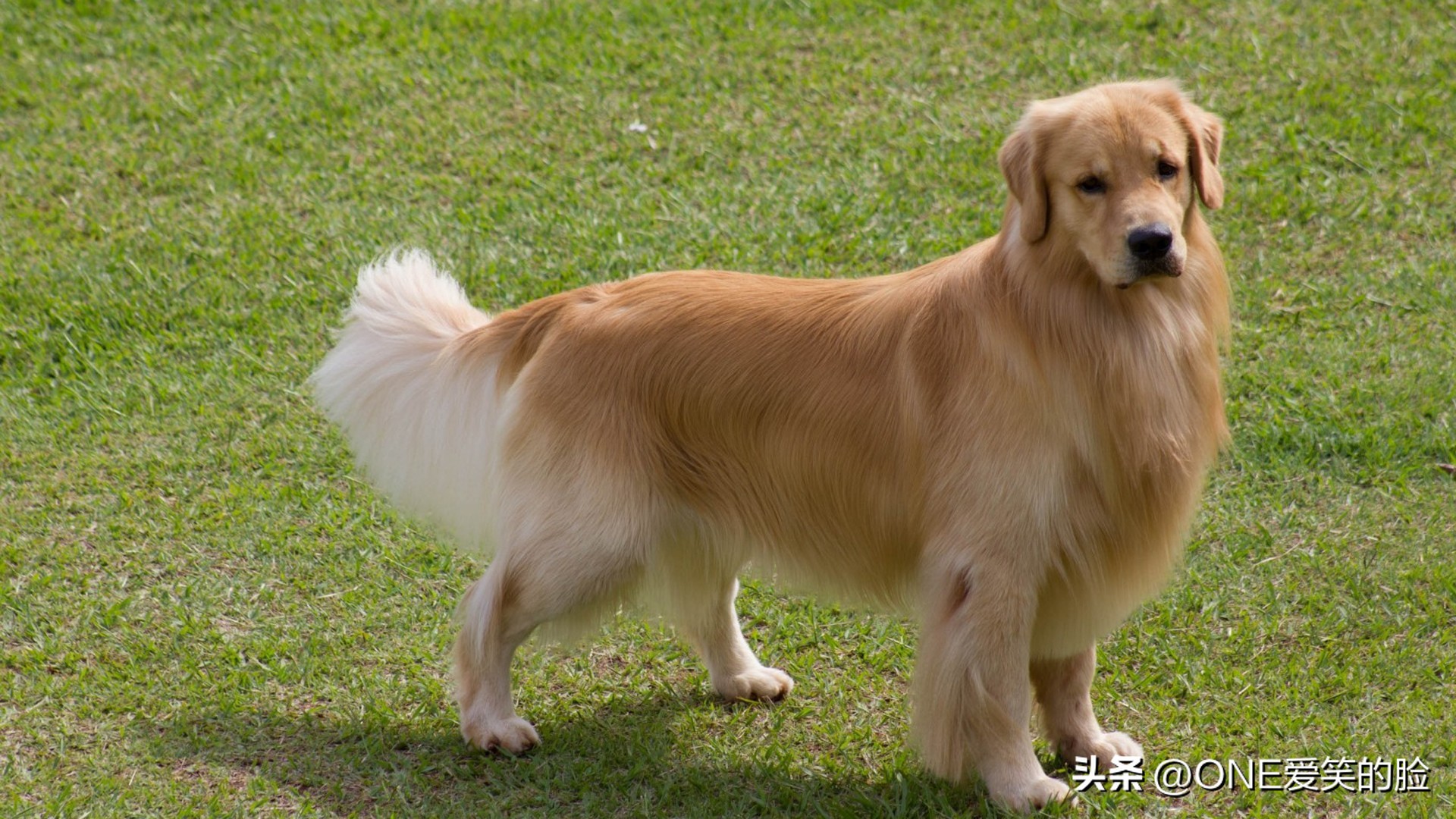 掉毛少的中大型狗狗品种,哪些品种的狗狗不掉毛