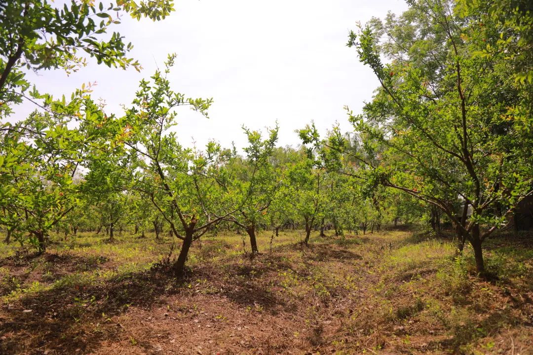 美丽邹庄“乐”翻了!