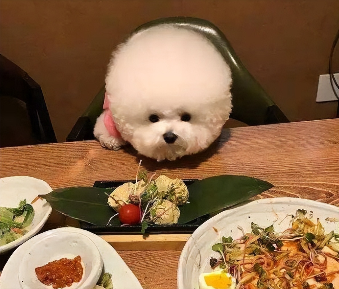 养比熊千万要记住的饲养知识,养比熊的正确方法和注意事项