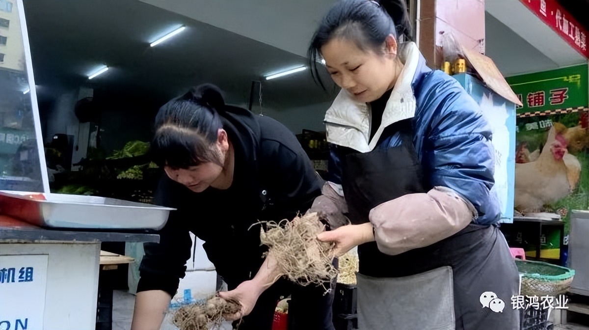 湖南安化黄精新闻,安化黄精优势在哪为何全国认可