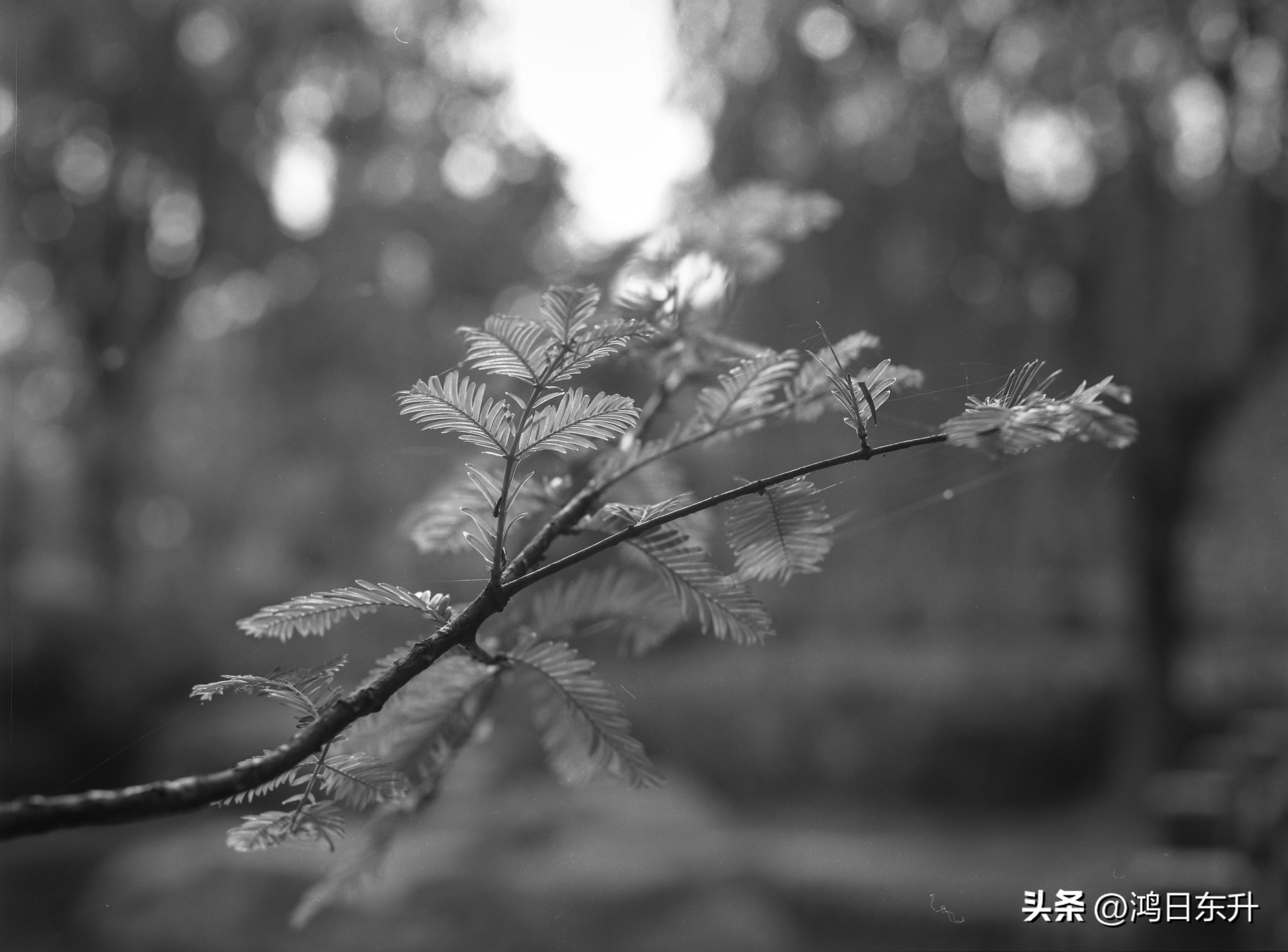 宾得645Nii老胶片相机值得拥有