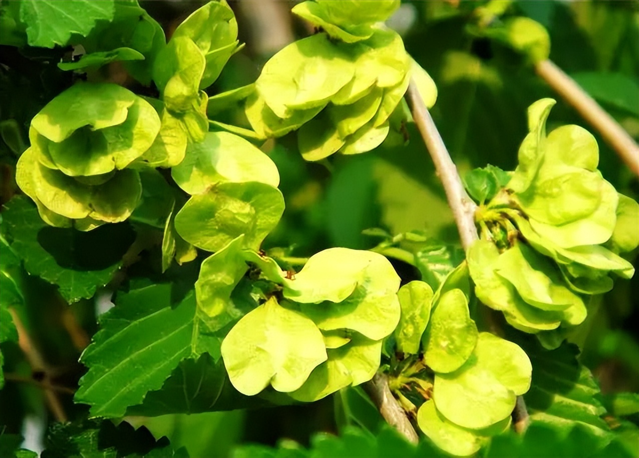 春天挖野菜图片大全,最全野菜图集63种野菜大图鉴