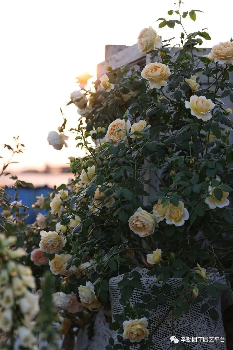 第八届园丁奖露台组《030号》洛基花园