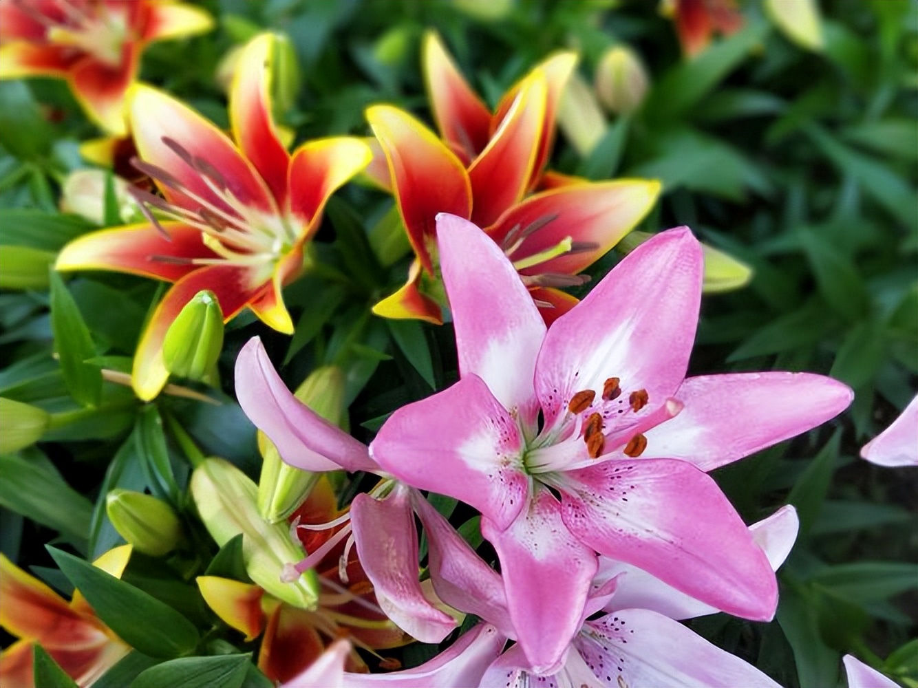 四季开花的室内盆栽种球花卉,爆盆又好养的种球花