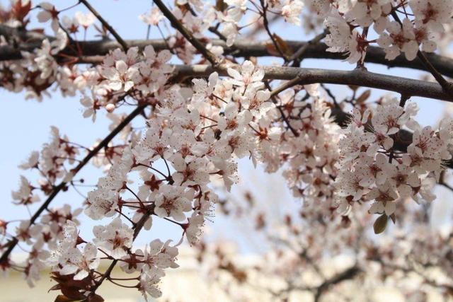 无叶开花的植物有哪些,有花无叶的植物