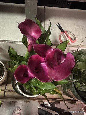 马蹄莲精品盆栽,各种盆栽马蹄莲