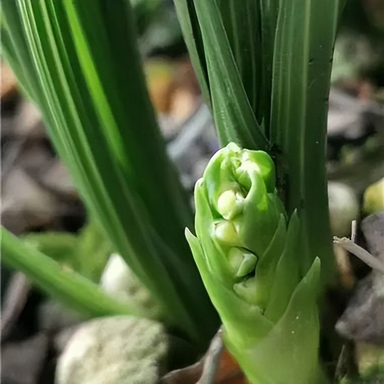 新手盆栽兰花最好选择哪些品种,适合家养的兰花品种有哪些盆栽