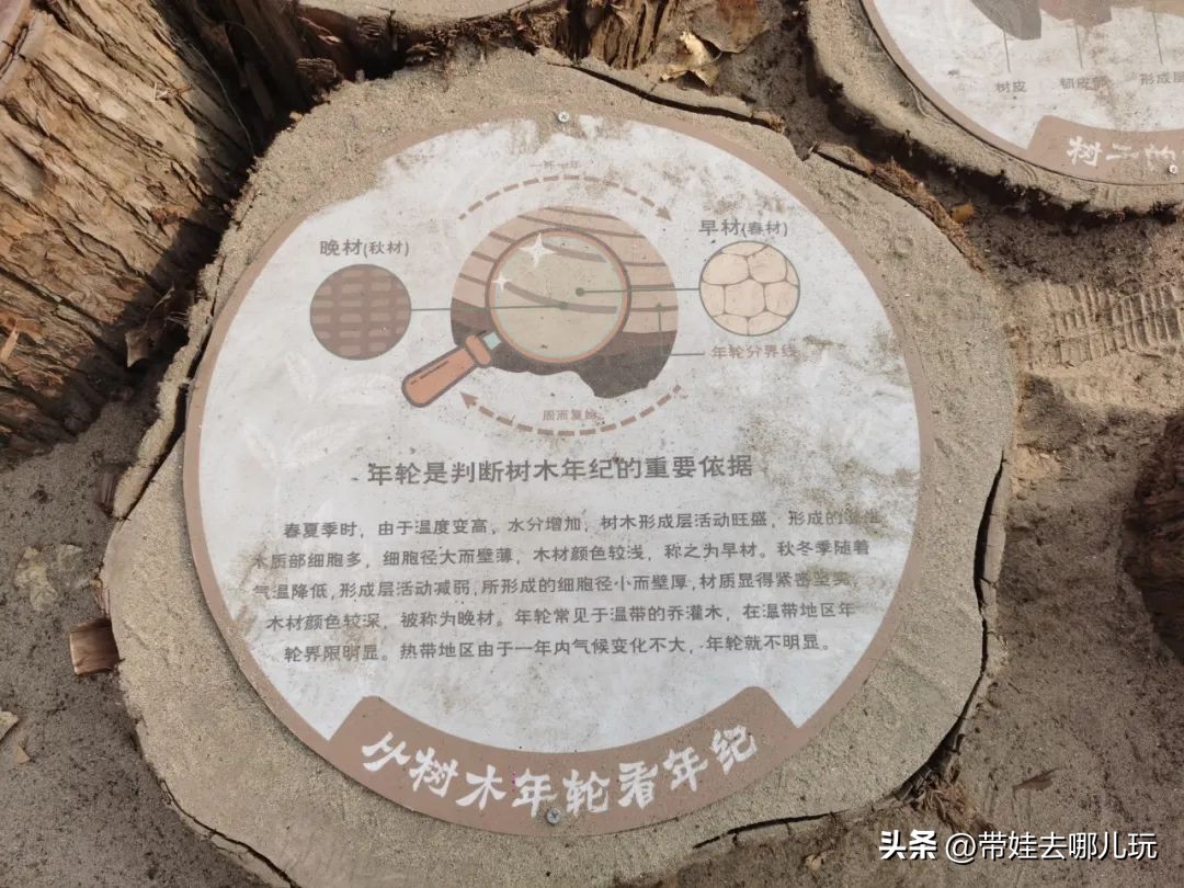 骑行国家森林公园,徒步骑行森林公园