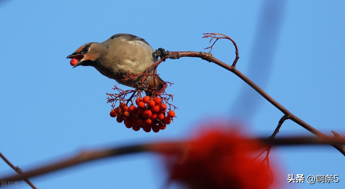 太平鸟真的好吗,太平鸟好看的新款