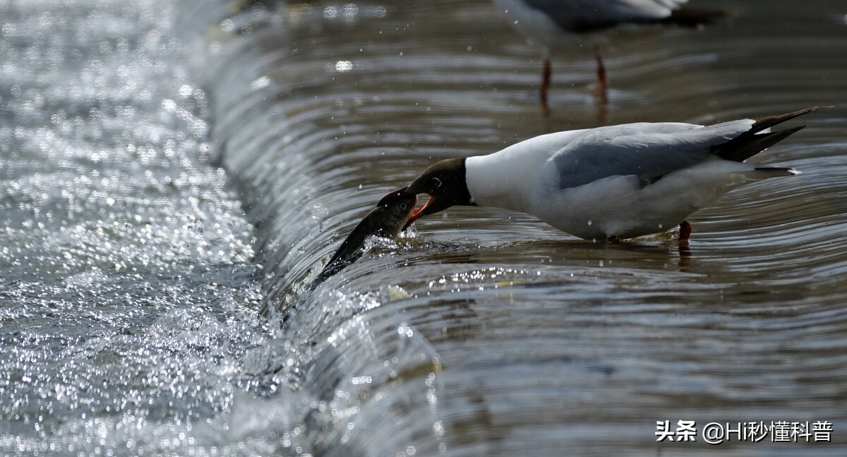 青海湖的救星：3年吃掉7万吨现数量恢复，黑色市场可浮上台面？