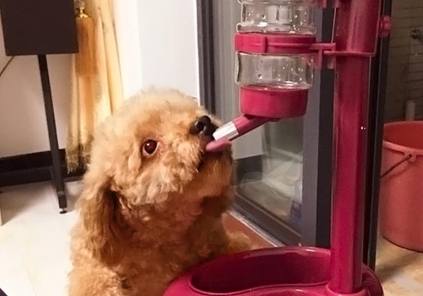 刚到家的泰迪幼犬拉稀怎么办,泰迪养育手册