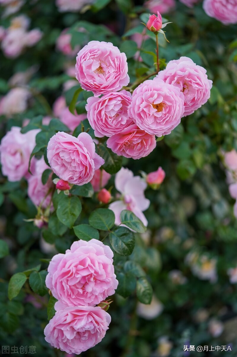 咏月季花的诗,月季花七绝诗