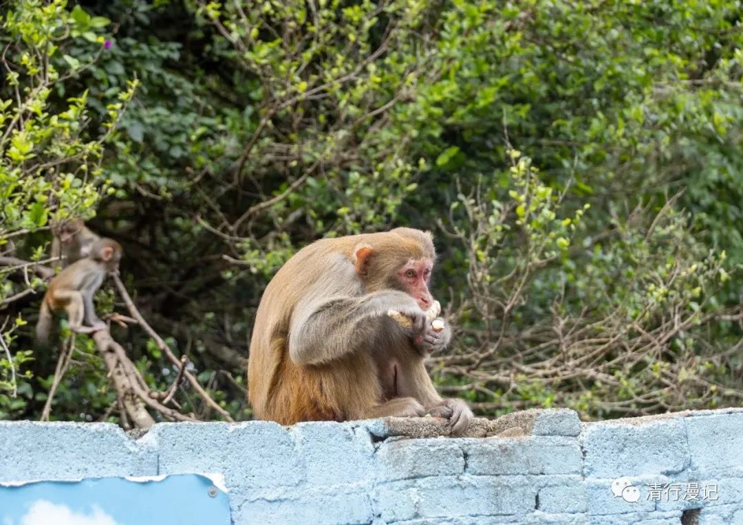 海南南湾猴岛天气预报,海南南湾猴岛
