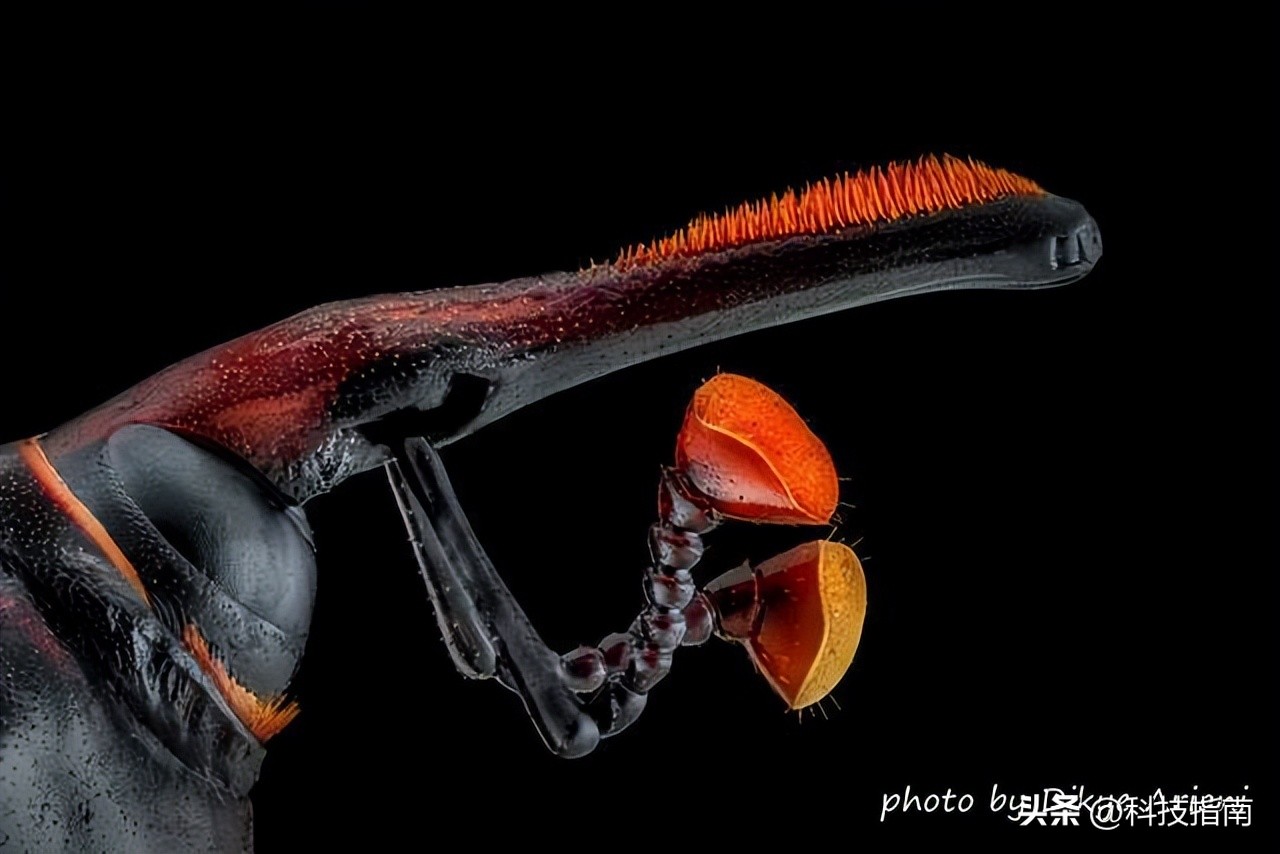 照片上的文字水印,照片上的水印是真的吗