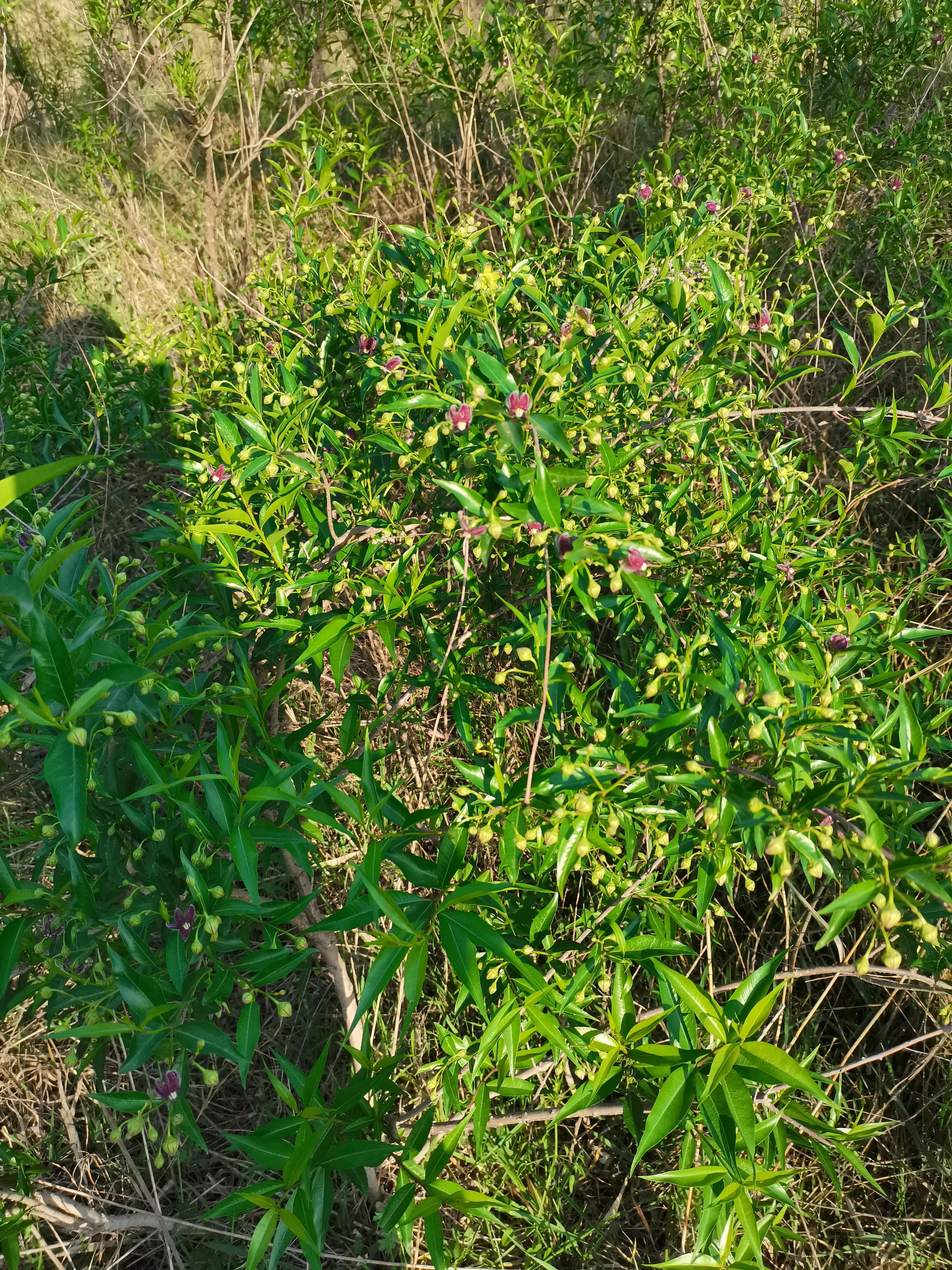 酸枣叶制茶做法,山上的野生酸枣叶可以采摘做茶吗
