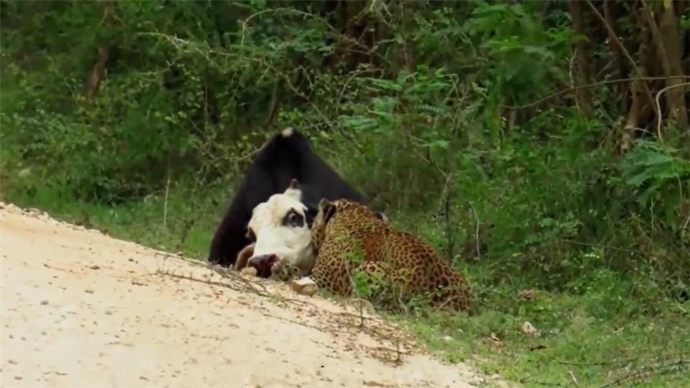 花豹在路边咬住牛,花豹被牛顶死