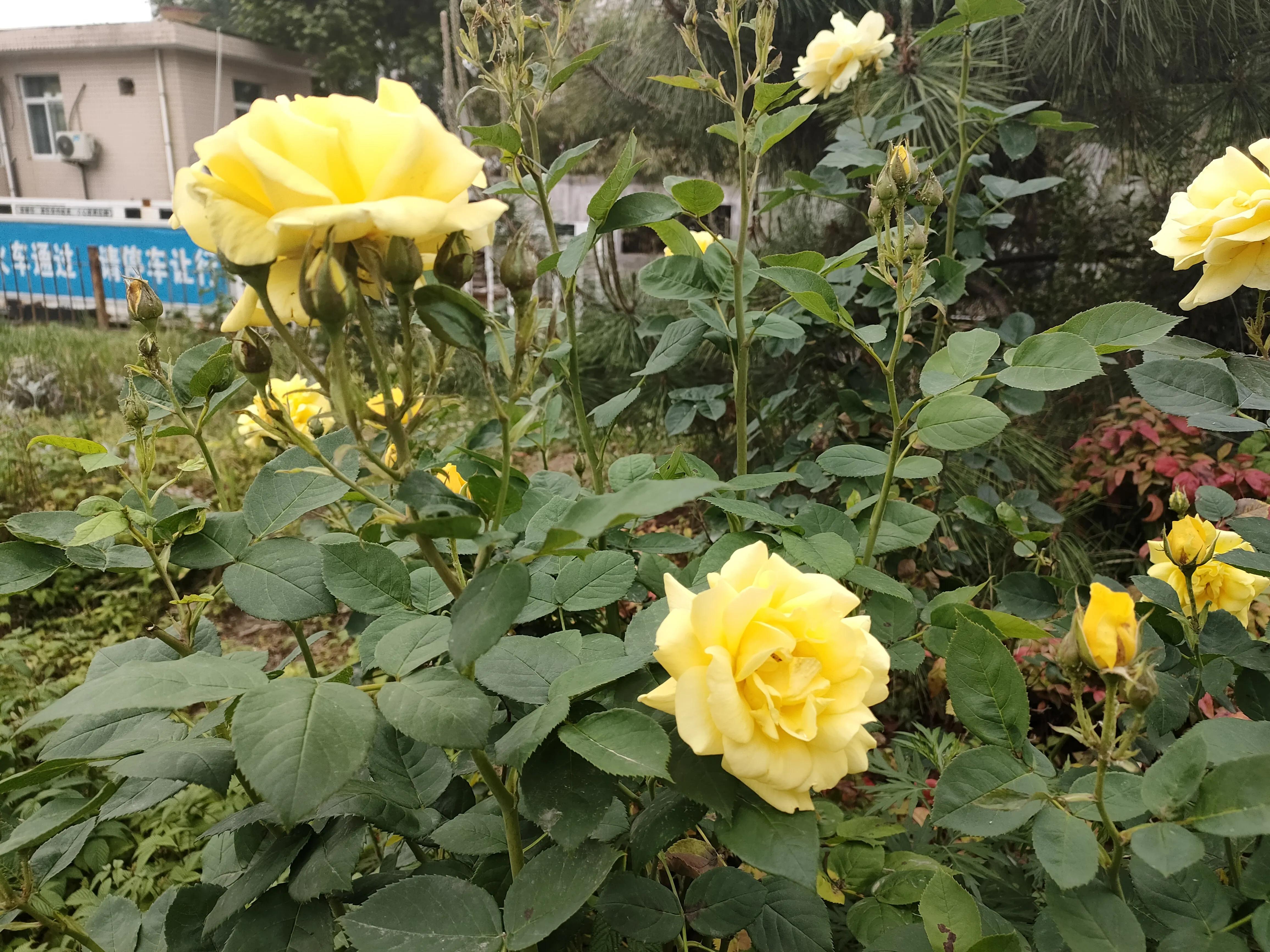 黄玫瑰原唱刀郎,林清玄散文黄玫瑰的心摘抄加赏析