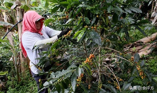 中国咖啡新消息,中国咖啡市场最新消息