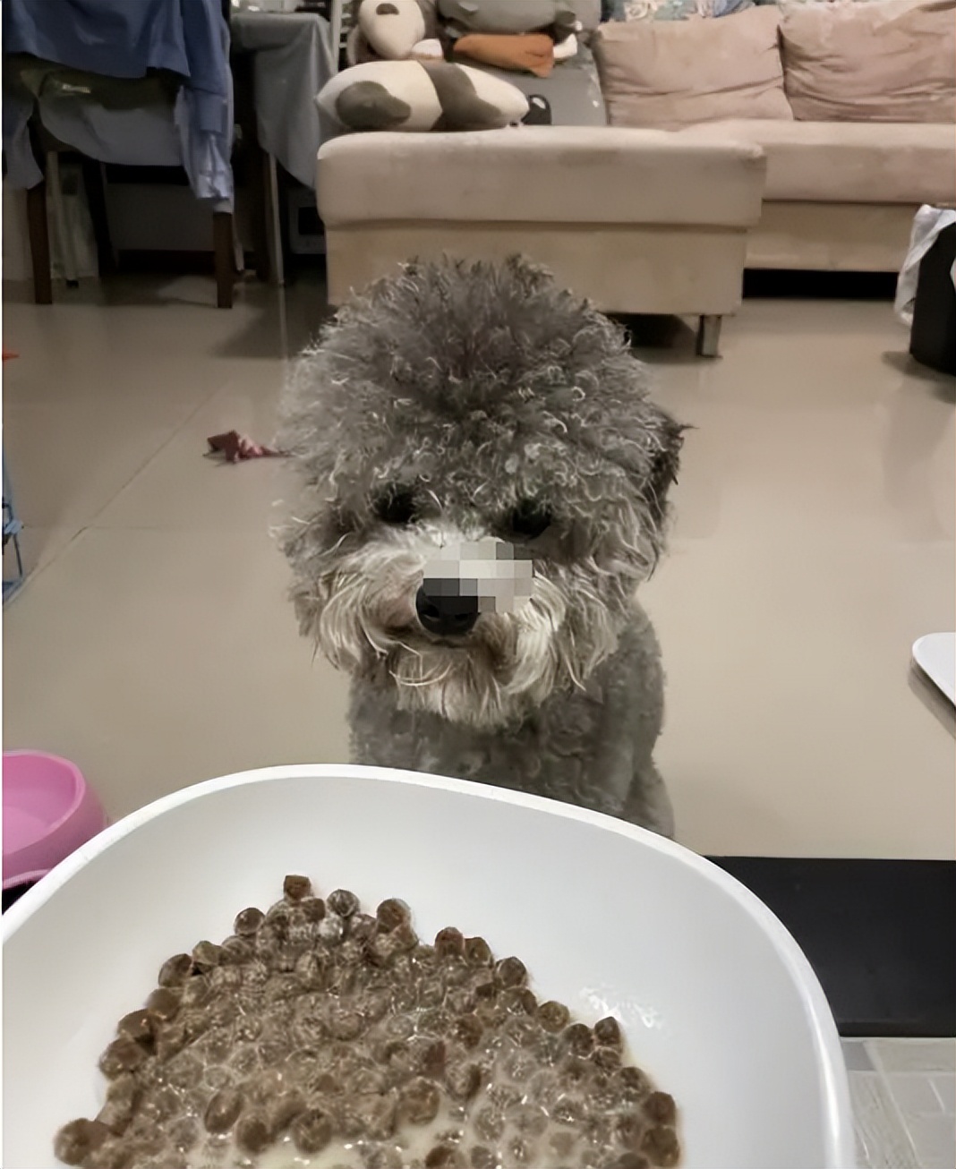 正确泡狗粮的方法,怎么正确泡狗粮