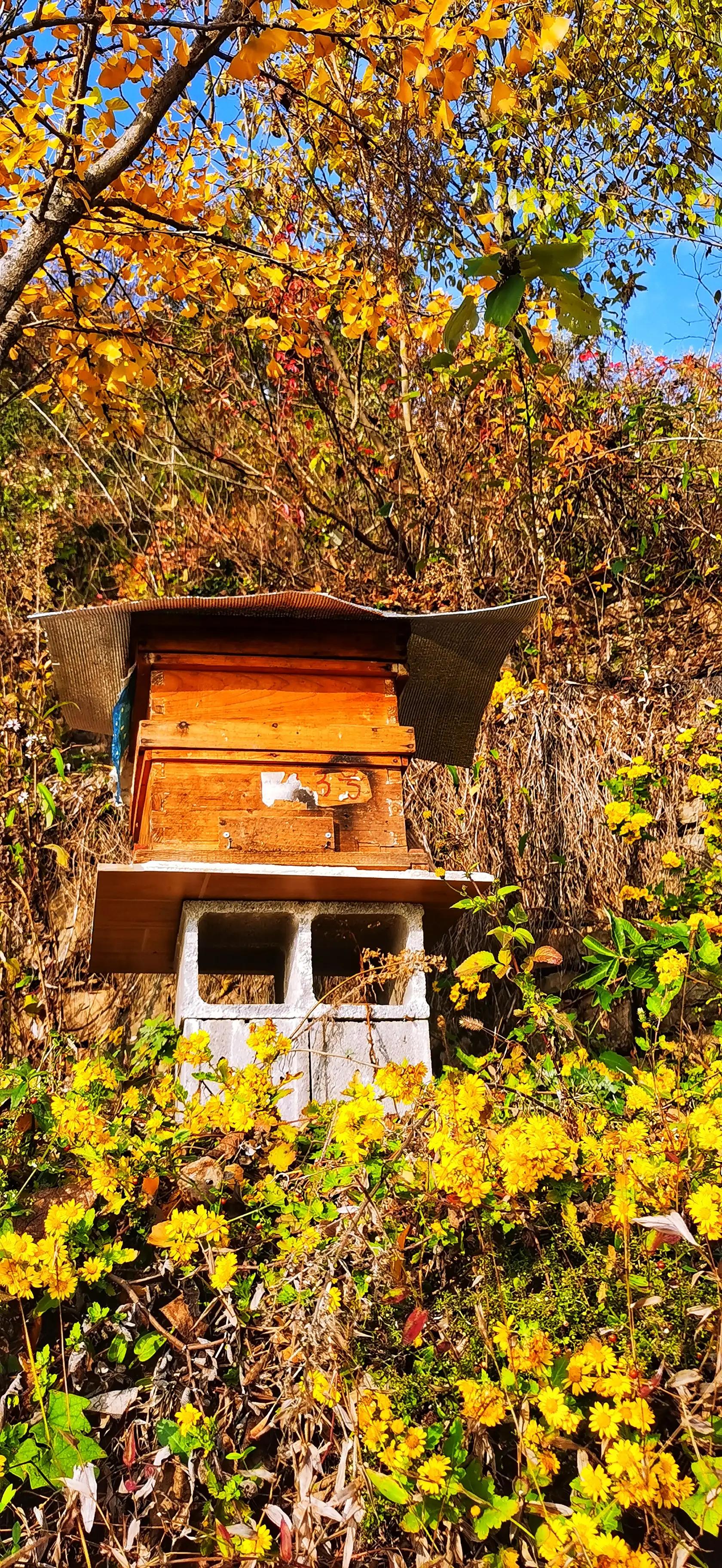 蜜蜂嗡嗡*花采**忙秋风送爽带蜜香，甜蜜事业甜蜜歌，蜜蜂酿蜜乐山乡