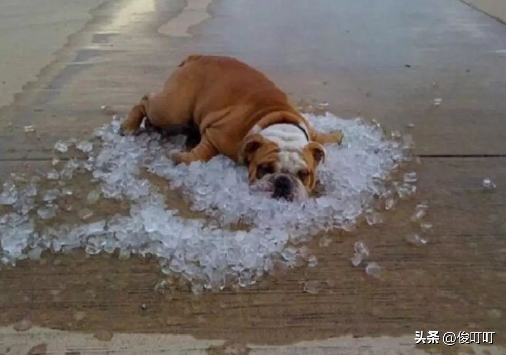 搞笑：给女儿买做的一条裙子