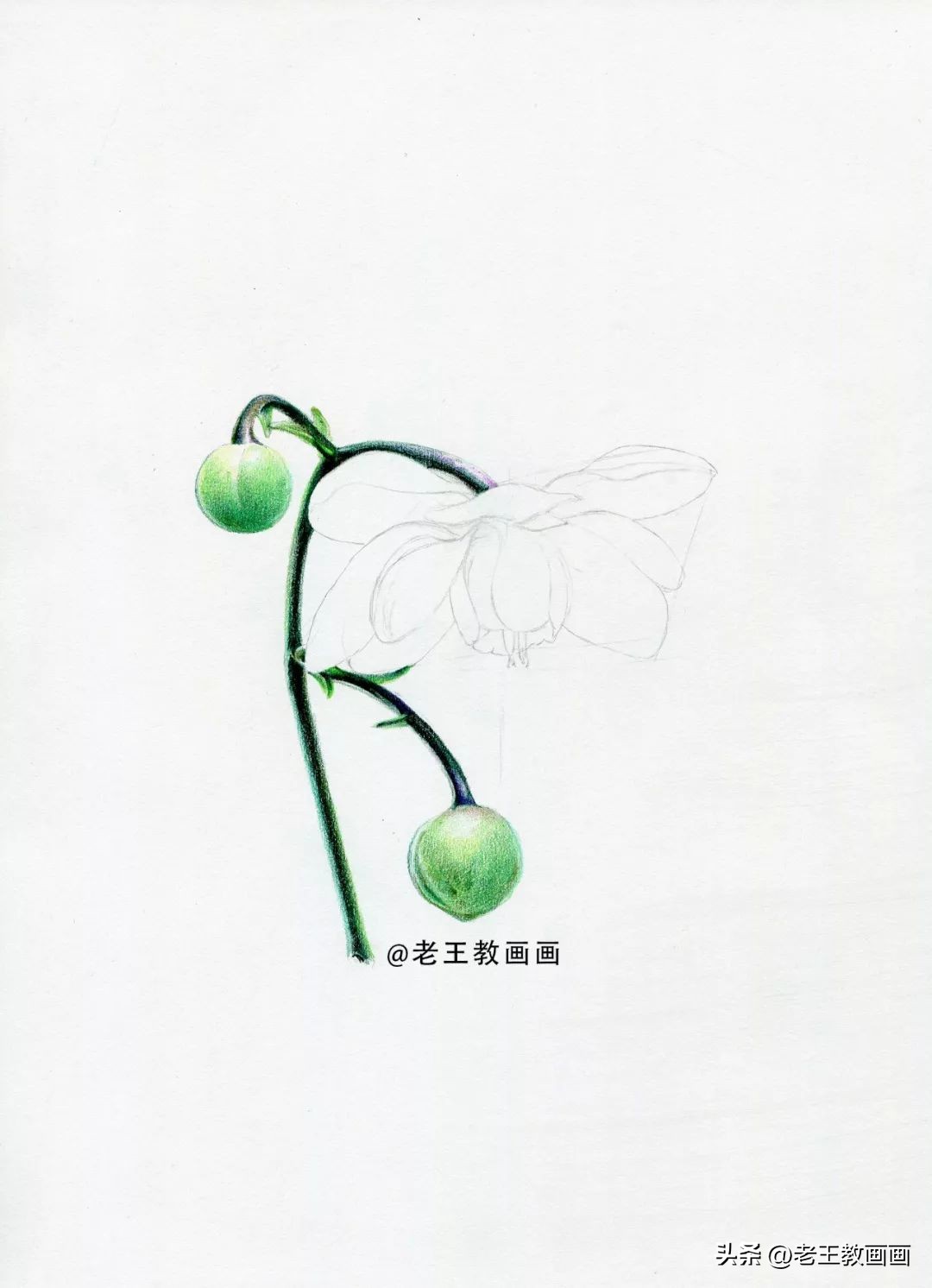 彩铅花卉画教程,零基础怎么画彩铅苹果