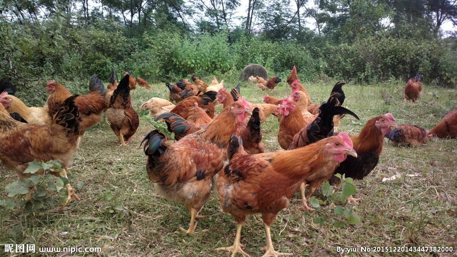 鸡小肠球虫病用什么药,如何治疗鸡小肠球虫病