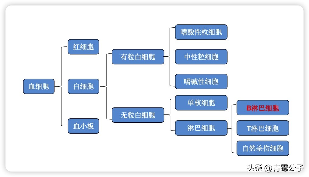 淋巴细胞和b细胞的关系,b淋巴细胞又称为