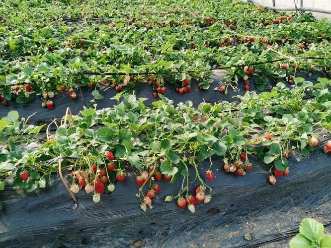 路漫漫其修远兮回归方寸之间,路漫漫其修远兮感悟