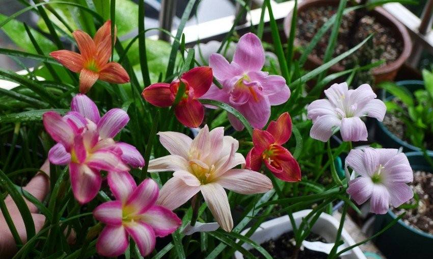 这3种花漂亮又好养1年能开300多天,5种花超好养漂亮上档次