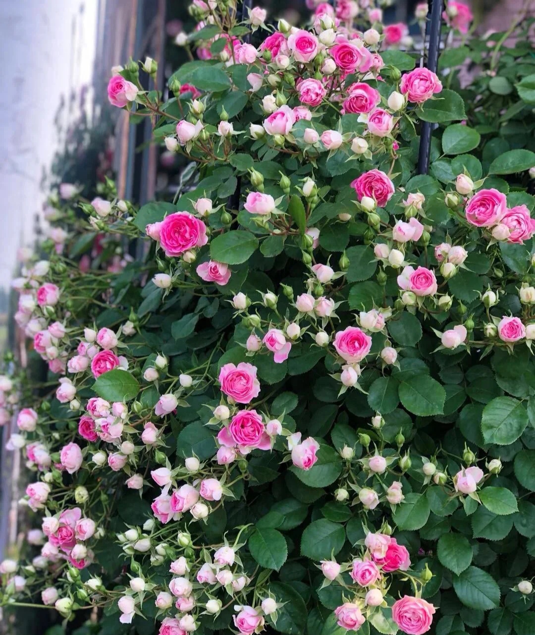 光照不足也能猛开花的藤本月季,抗病好养勤花的藤本月季品种