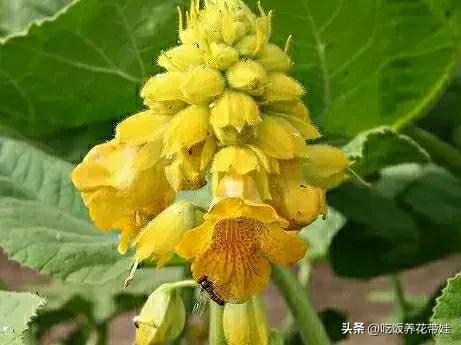 植物中的捕猎高手,植物界的捕猎大师