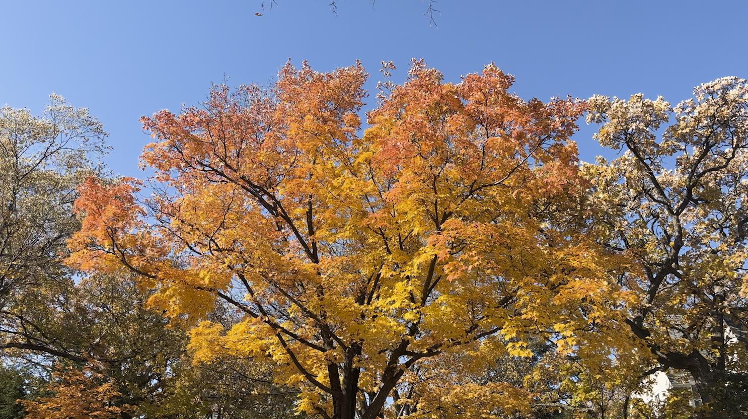 premierepro是什么,premierepro怎么读