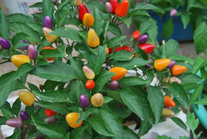 百花齐放春意浓群芳争艳,百花齐放喜迎新春