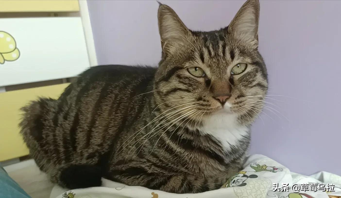 养土猫会不会被人看不起,养土猫真的就低人一等吗