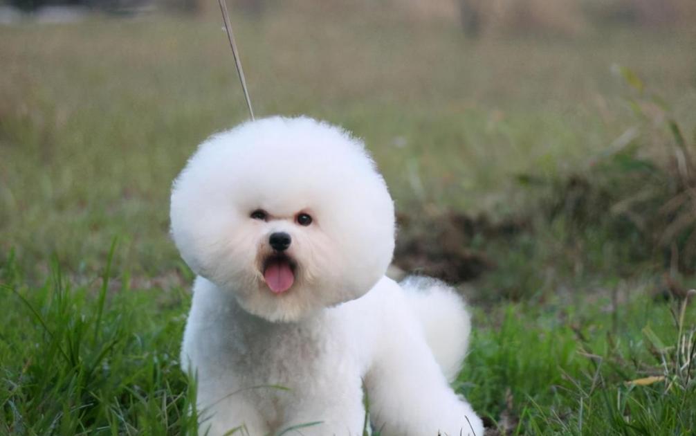 比熊是一点毛不掉吗,比熊掉毛是有皮肤病吗