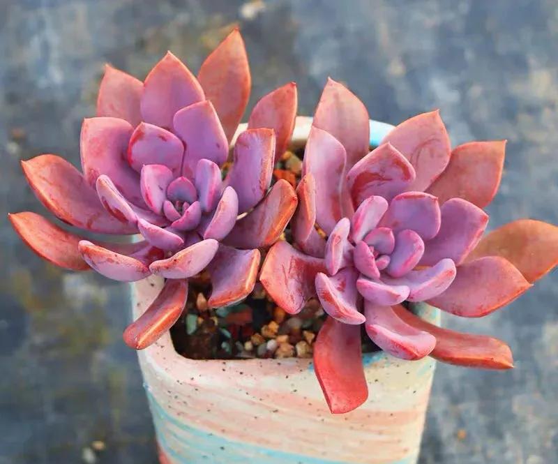 好看粉色多肉植物,初恋的多肉和紫珍珠图片