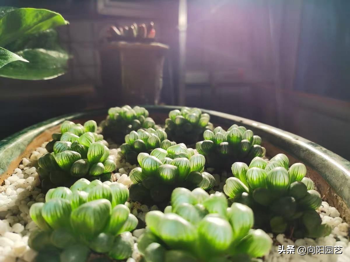 几十块的补光灯推荐,100元左右补光灯怎么选