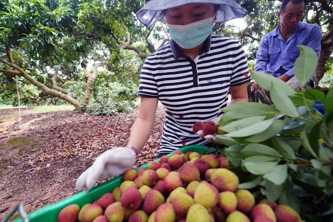 南山荔枝最新消息,南山荔枝下来了么