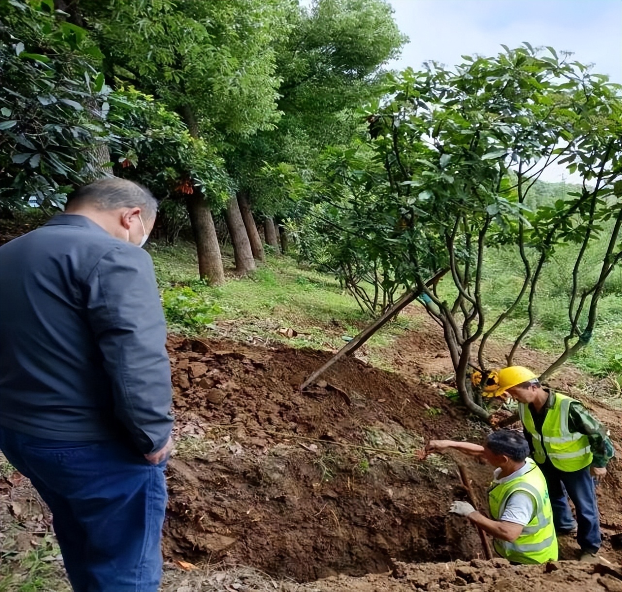 白蚁防治工作创新,白蚁防治工作十年变化