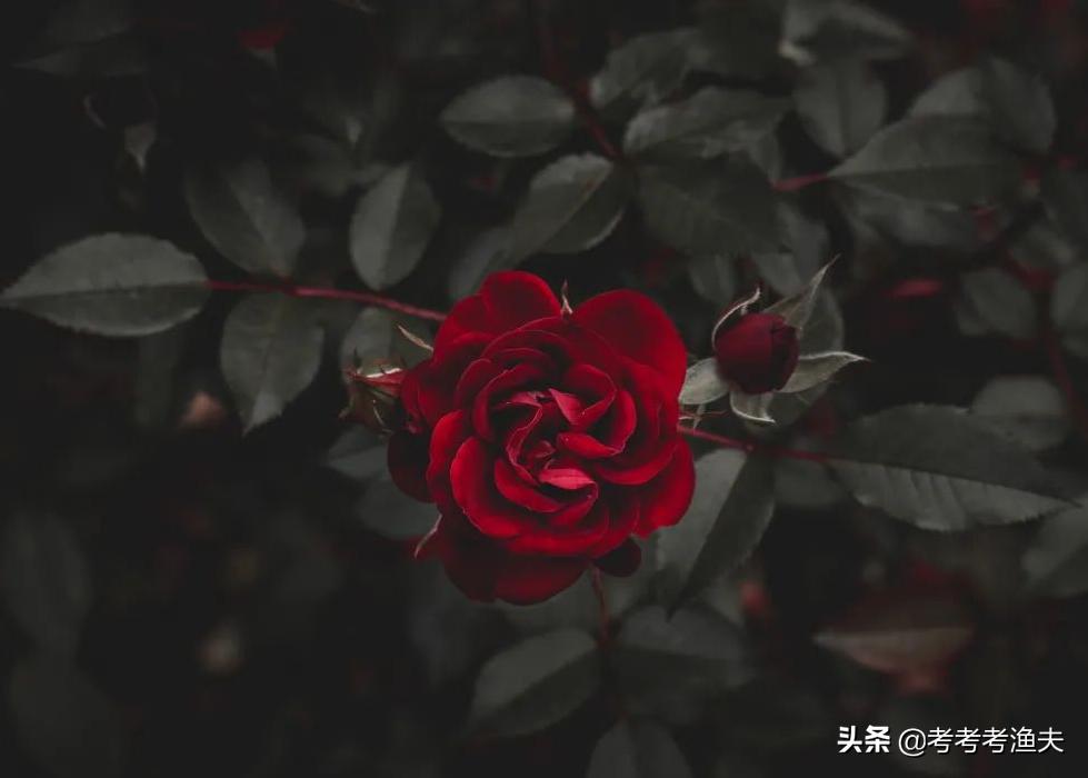 玫瑰花的句子唯美短句,关于玫瑰花绽放的励志句子