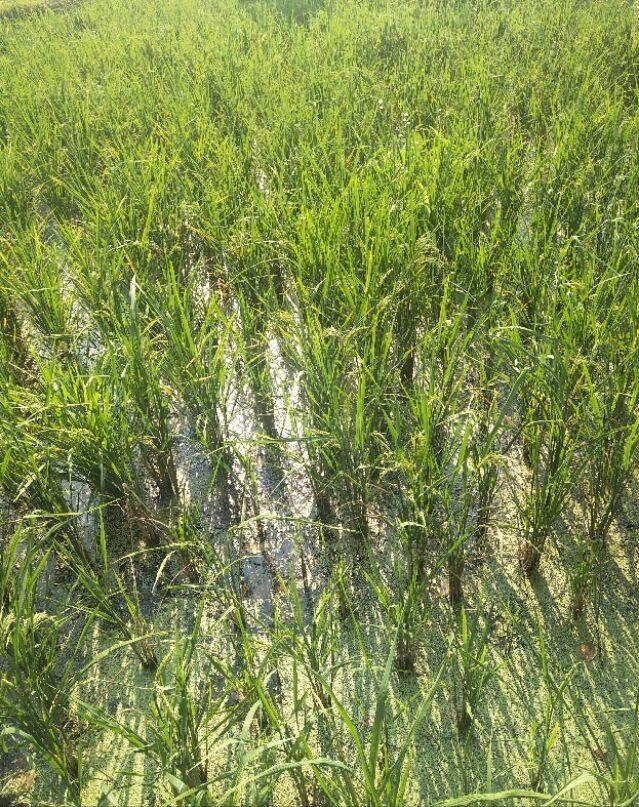 现代农业研究：水稻重金属P型ATP酶OsHMA6可能是铜外排蛋白