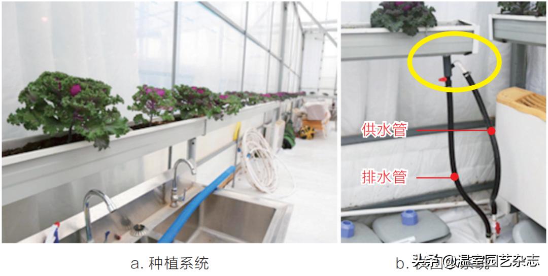 关注｜可升降的观光型草莓吊架，你见过吗？