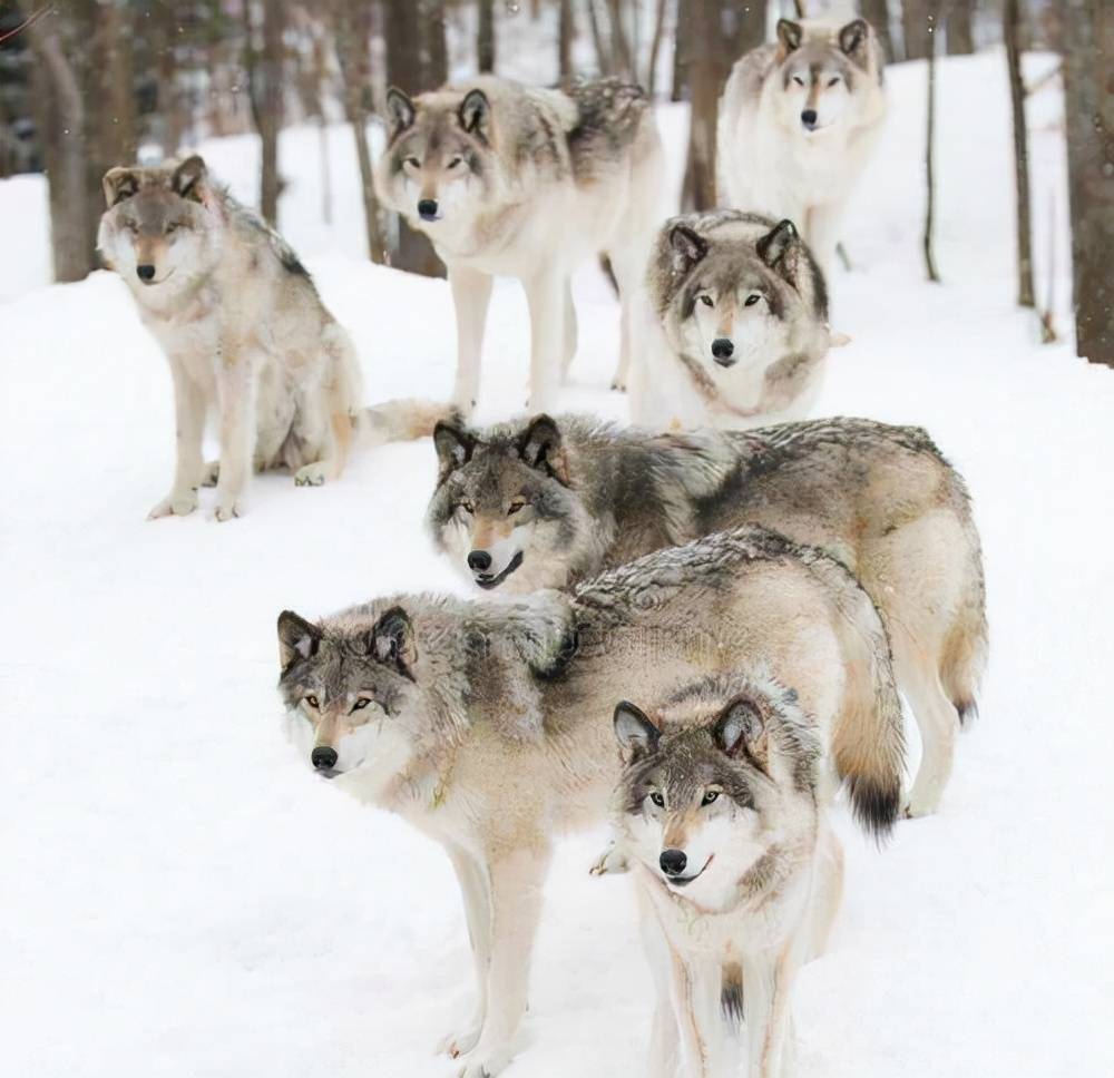 人狼生存搏杀：西伯利亚狼吃羊杀马，牧民雪地摩托杀狼|故事