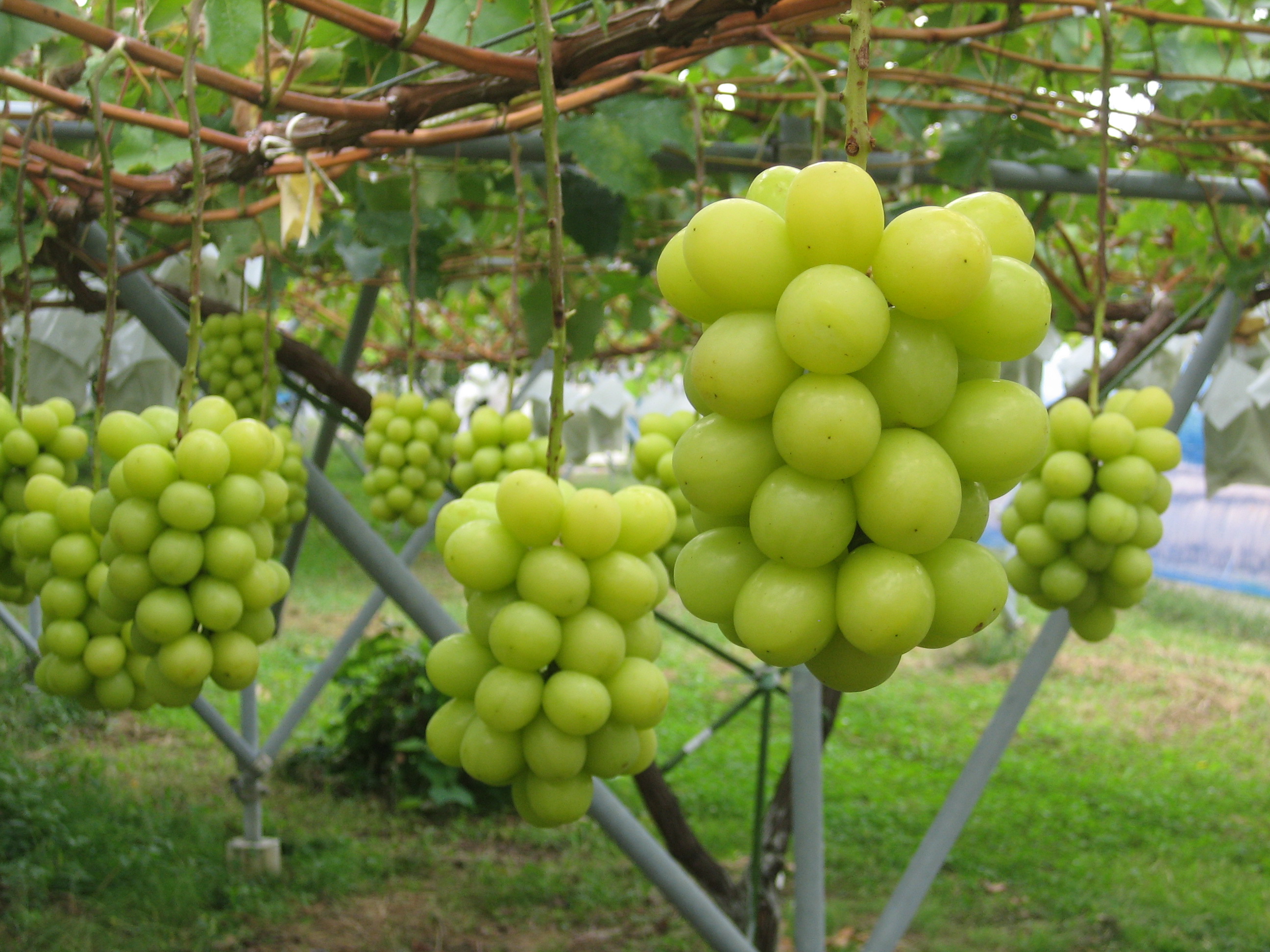 棣欏嵃楹濋,绾㈤棣欏嵃楹濋